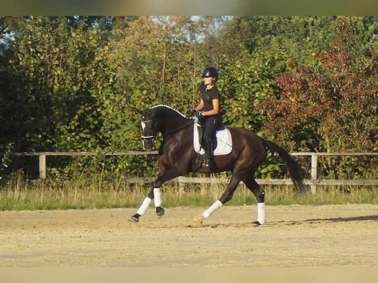 Westfale Wallach 7 Jahre 167 cm Rappe in Iserlohn