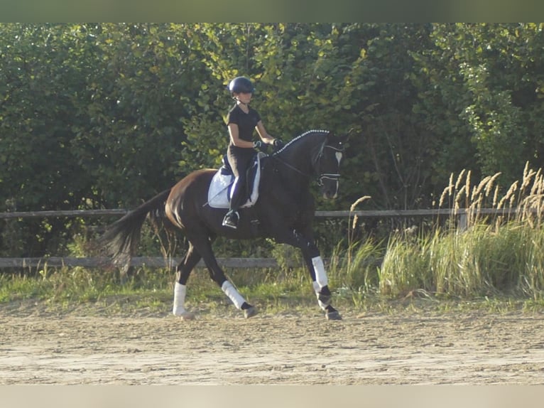 Westfale Wallach 7 Jahre 167 cm Rappe in Iserlohn