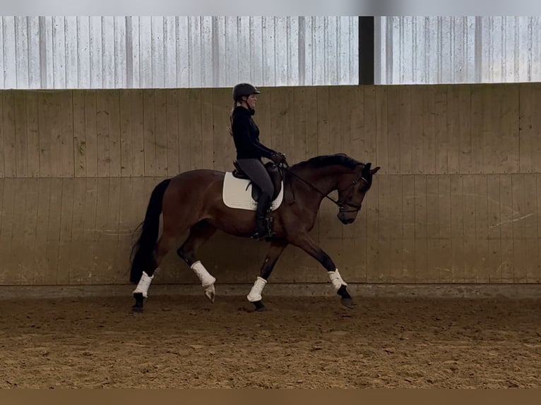 Westfale Wallach 7 Jahre 168 cm Brauner in Sprockhövel