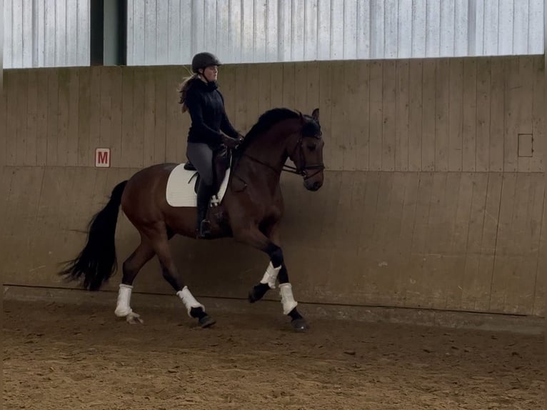 Westfale Wallach 7 Jahre 168 cm Brauner in Sprockhövel