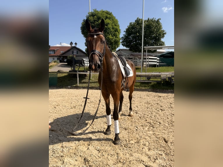 Westfale Wallach 7 Jahre 168 cm Dunkelbrauner in Altusried