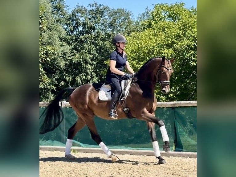 Westfale Wallach 7 Jahre 168 cm Dunkelbrauner in Altusried