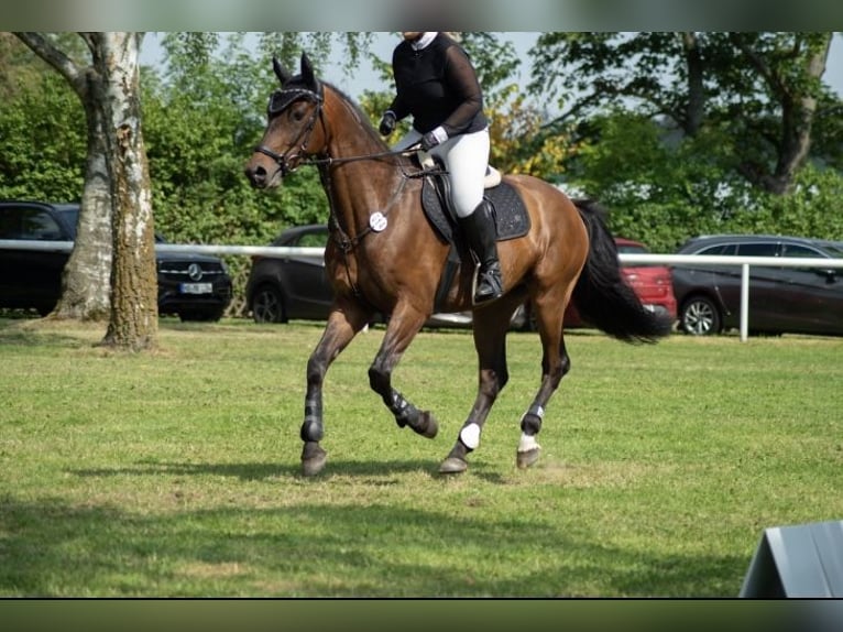 Westfale Wallach 7 Jahre 168 cm Dunkelbrauner in Hof