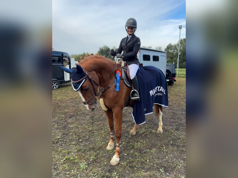 Westfale Wallach 7 Jahre 168 cm Fuchs in Coesfeld