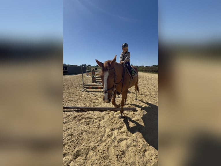 Westfale Wallach 7 Jahre 168 cm Fuchs in Coesfeld