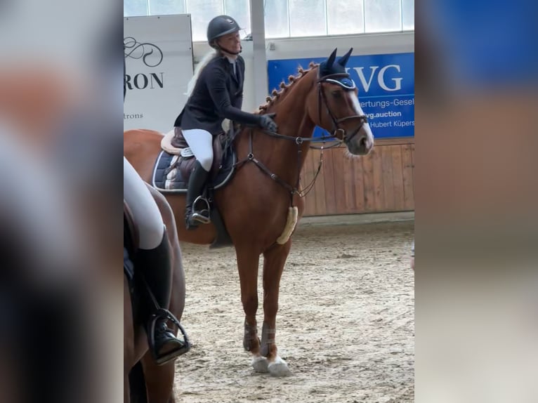 Westfale Wallach 7 Jahre 168 cm Fuchs in Coesfeld