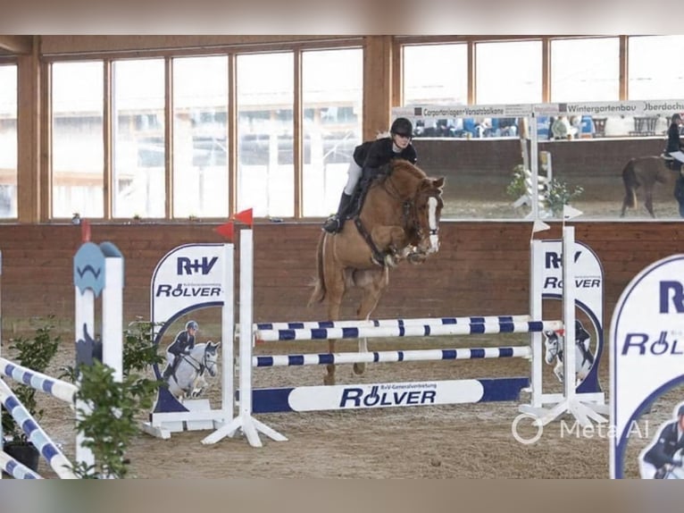Westfale Wallach 7 Jahre 168 cm Fuchs in Coesfeld