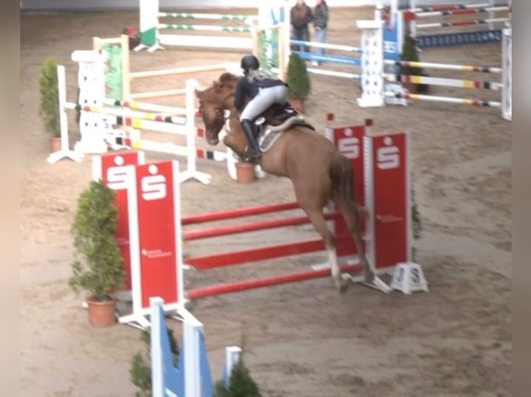 Westfale Wallach 7 Jahre 168 cm Fuchs in Coesfeld