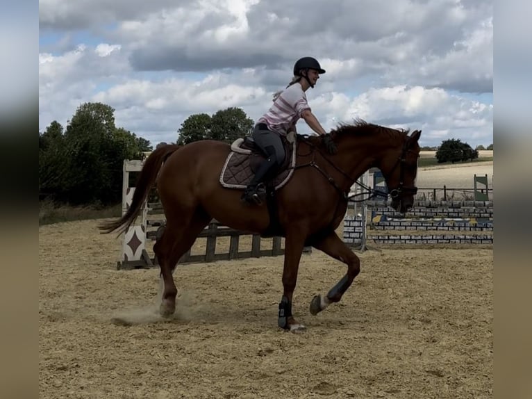 Westfale Wallach 7 Jahre 168 cm Fuchs in Coesfeld