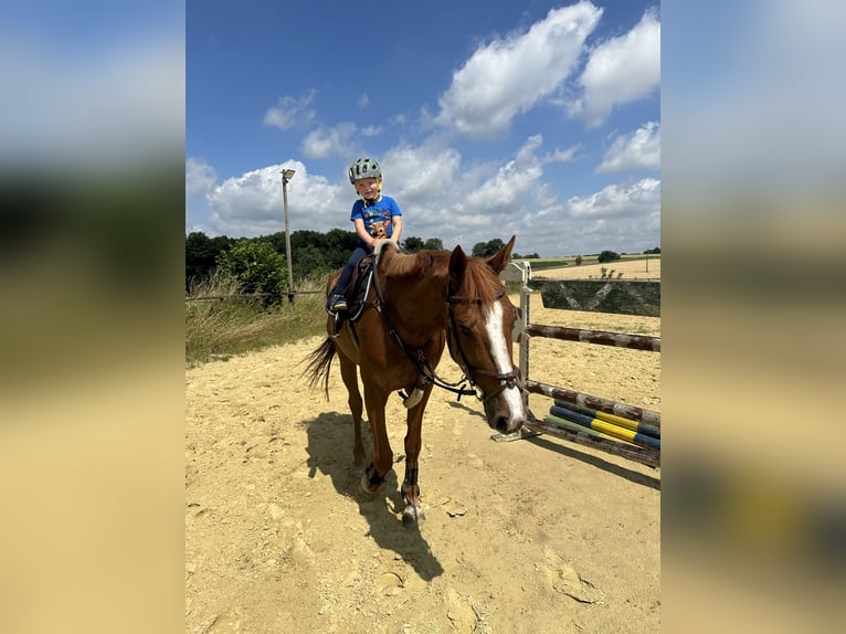 Westfale Wallach 7 Jahre 168 cm Fuchs in Coesfeld