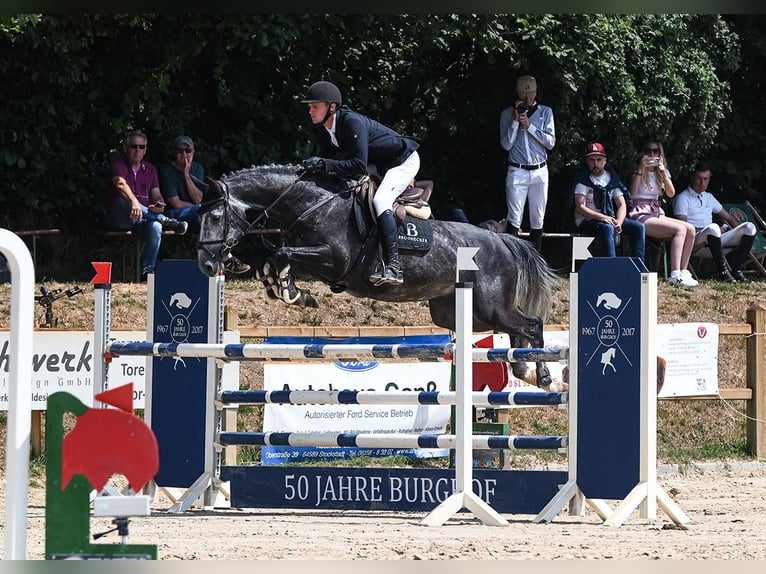 Westfale Wallach 7 Jahre 168 cm Schimmel in Riedstadt