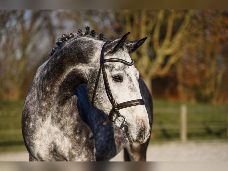 Westfale Wallach 7 Jahre 168 cm Schimmel in Riedstadt