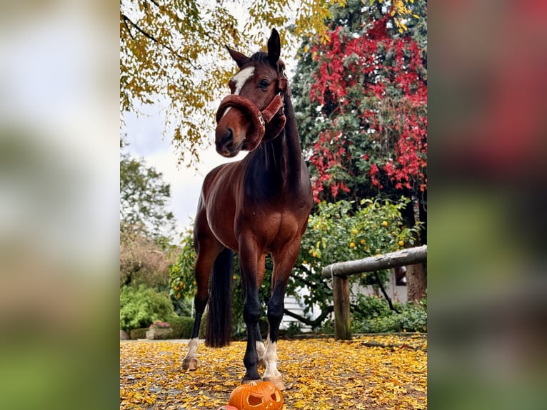 Westfale Wallach 7 Jahre 169 cm Brauner in Breckerfeld