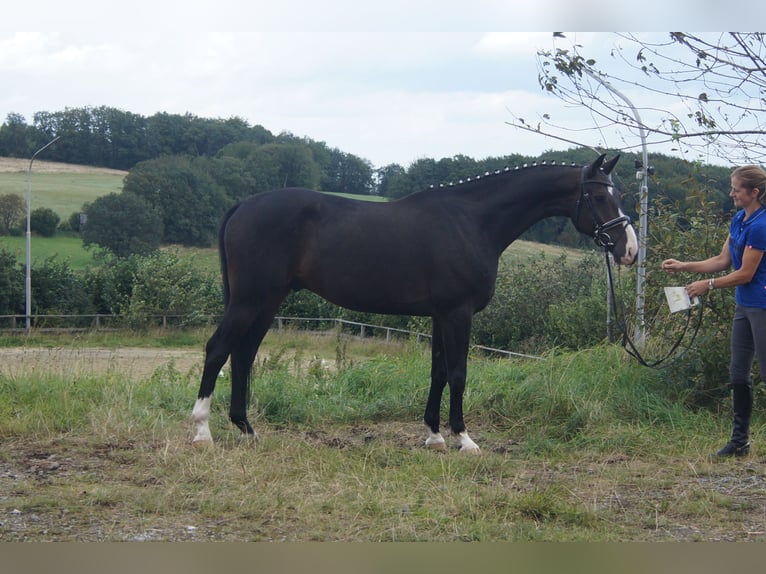 Westfale Wallach 7 Jahre 169 cm Dunkelbrauner in Iserlohn