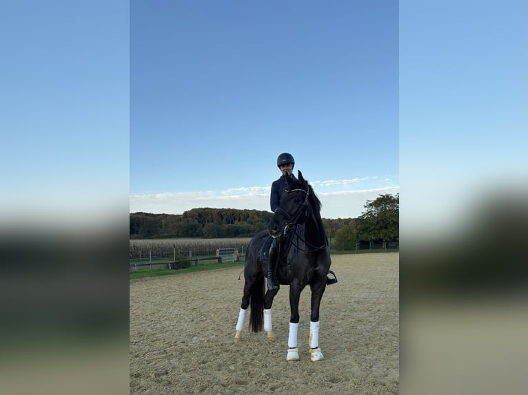 Westfale Wallach 7 Jahre 169 cm Dunkelfuchs in Billerbeck