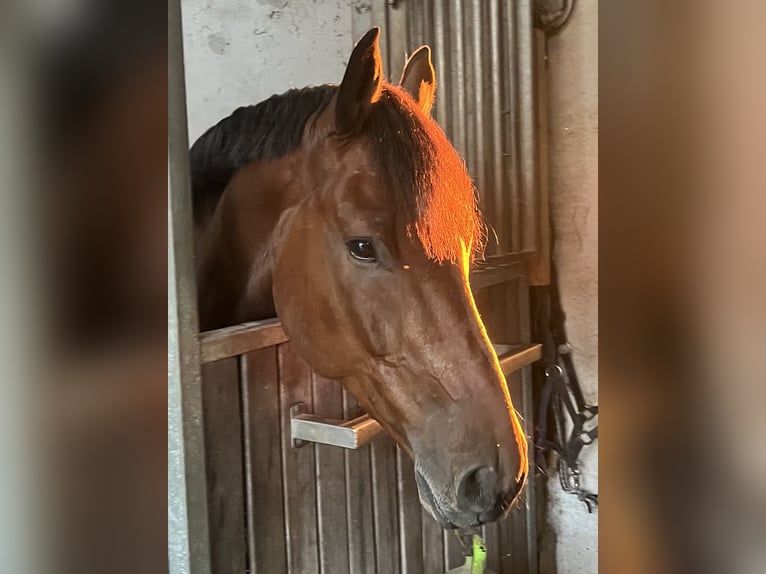 Westfale Wallach 7 Jahre 170 cm Brauner in Drensteinfurt