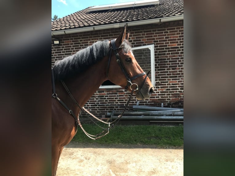 Westfale Wallach 7 Jahre 170 cm Brauner in Drensteinfurt