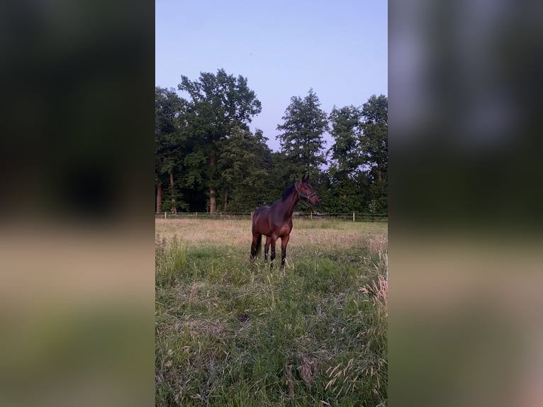 Westfale Wallach 7 Jahre 170 cm Brauner in Garbsen