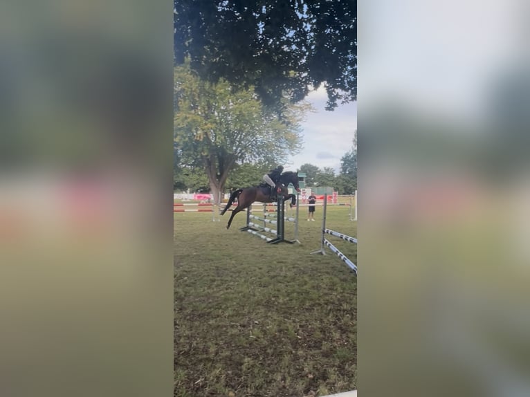 Westfale Wallach 7 Jahre 170 cm Brauner in Garbsen