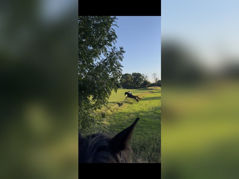 Westfale Wallach 7 Jahre 170 cm Brauner in Garbsen