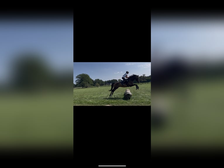 Westfale Wallach 7 Jahre 170 cm Brauner in Garbsen