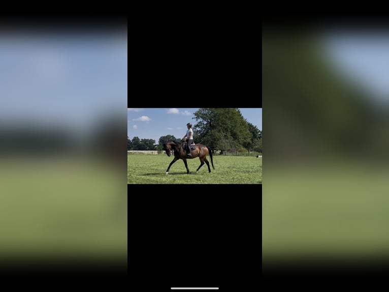 Westfale Wallach 7 Jahre 170 cm Brauner in Garbsen