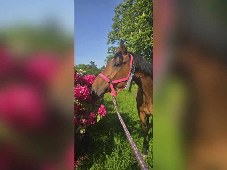 Westfale Wallach 7 Jahre 170 cm Brauner in Minden