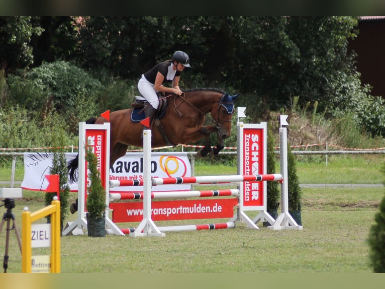 Westfale Wallach 7 Jahre 170 cm Brauner in Minden