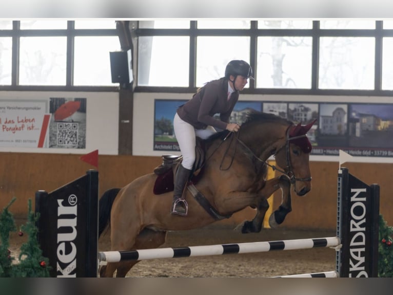 Westfale Wallach 7 Jahre 170 cm Brauner in Minden