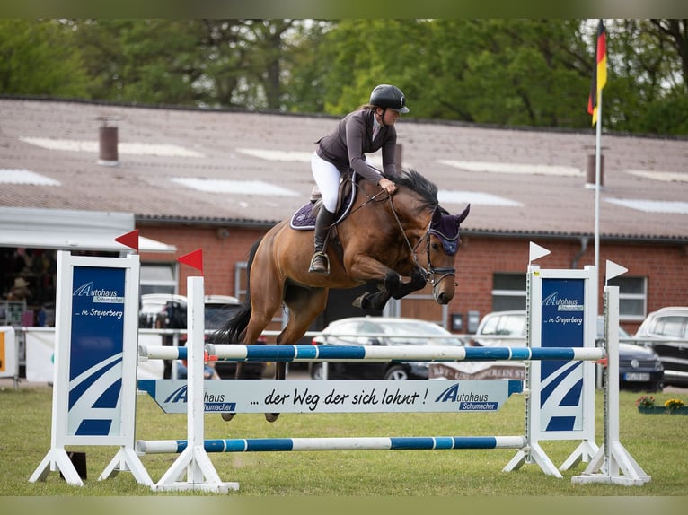 Westfale Wallach 7 Jahre 170 cm Brauner in Minden
