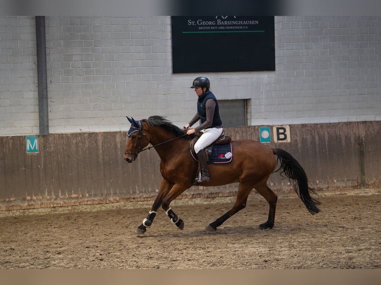 Westfale Wallach 7 Jahre 170 cm Brauner in Minden