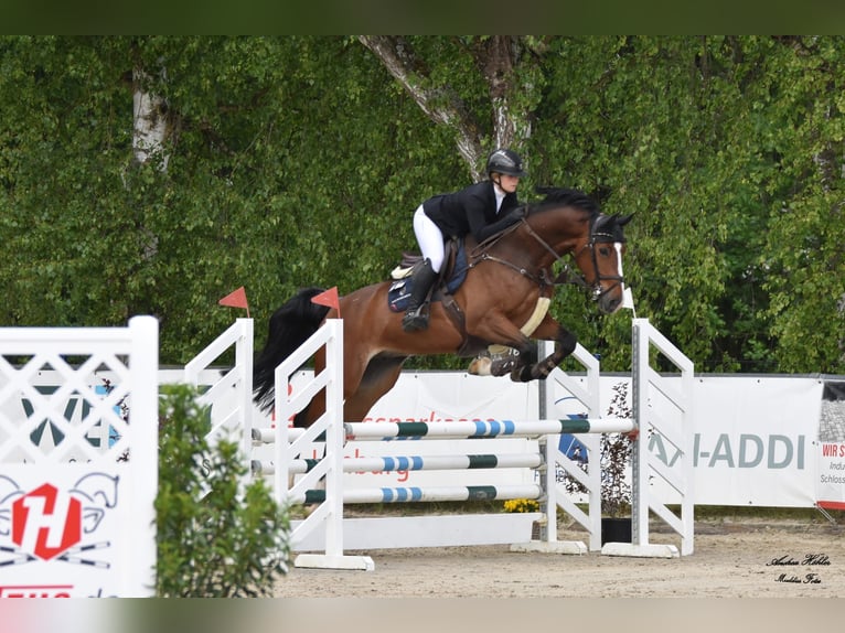 Westfale Wallach 7 Jahre 170 cm Brauner in Dornburg