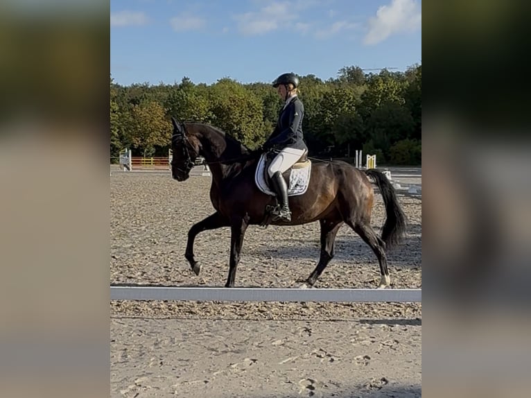 Westfale Wallach 7 Jahre 170 cm Dunkelbrauner in Schenklengsfeld