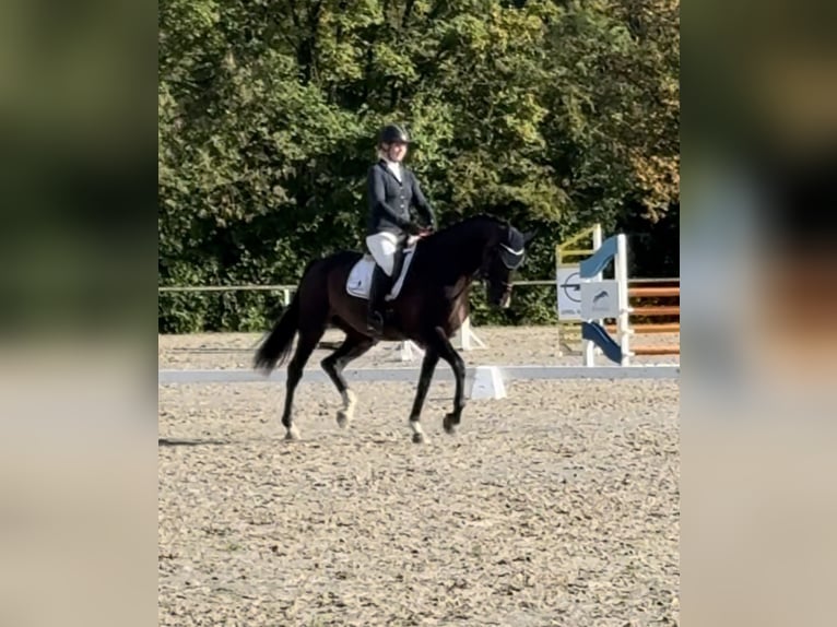 Westfale Wallach 7 Jahre 170 cm Dunkelbrauner in Schenklengsfeld