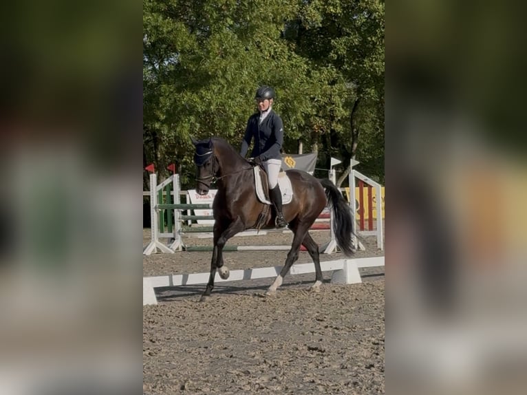 Westfale Wallach 7 Jahre 170 cm Dunkelbrauner in Schenklengsfeld
