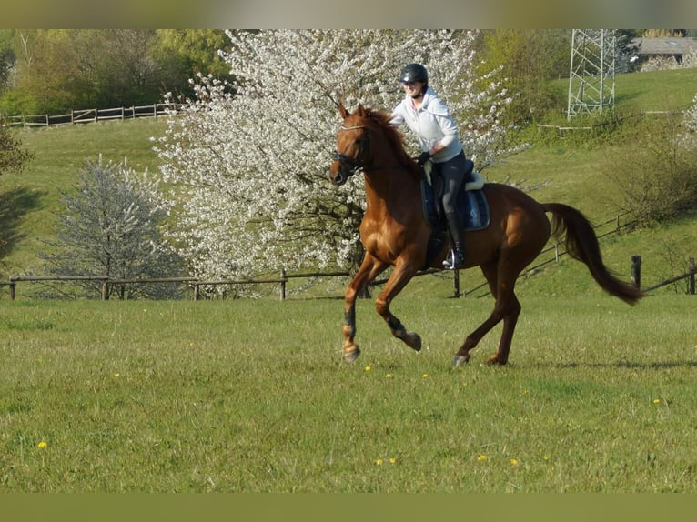 Westfale Wallach 7 Jahre 170 cm Fuchs in Ratingen