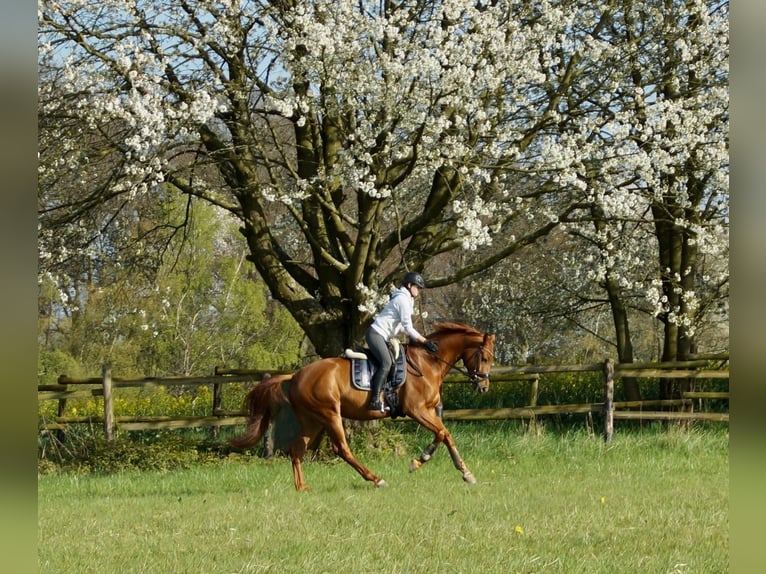 Westfale Wallach 7 Jahre 170 cm Fuchs in Ratingen