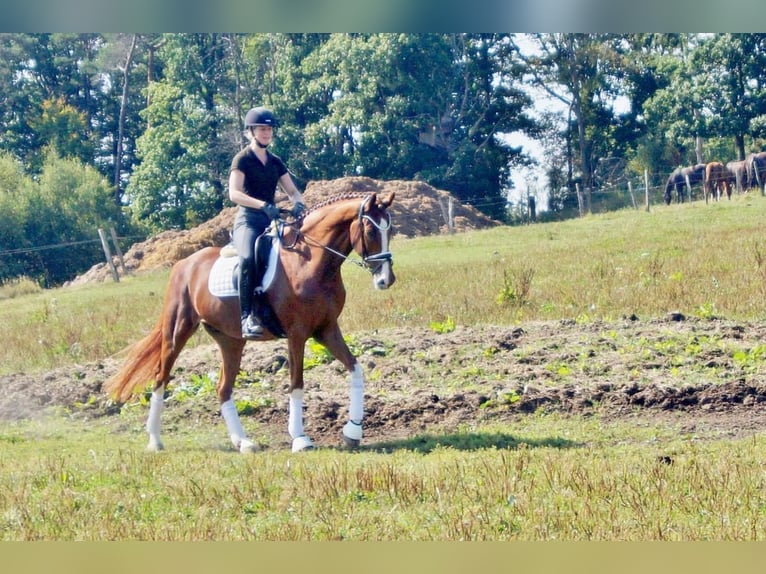 Westfale Wallach 7 Jahre 170 cm Fuchs in Iserlohn