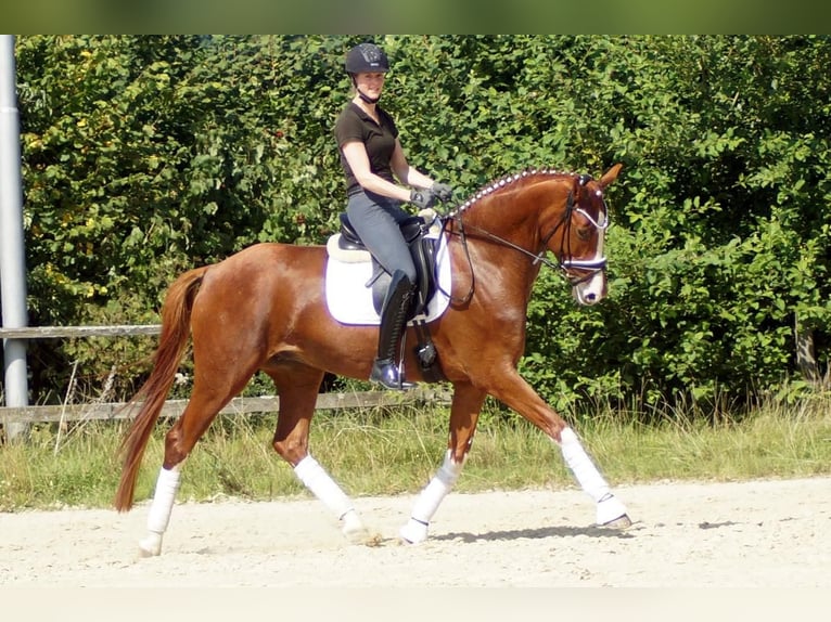 Westfale Wallach 7 Jahre 170 cm Fuchs in Iserlohn