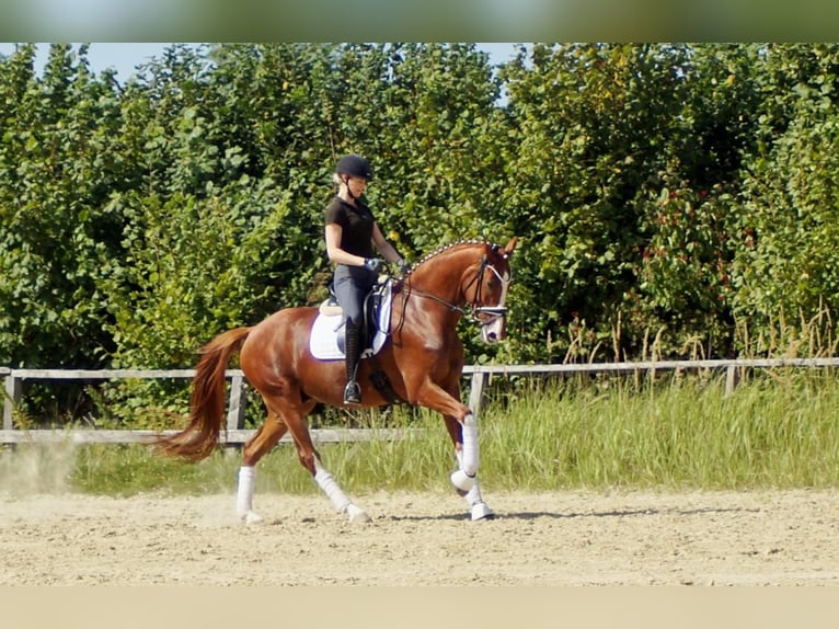 Westfale Wallach 7 Jahre 170 cm Fuchs in Iserlohn