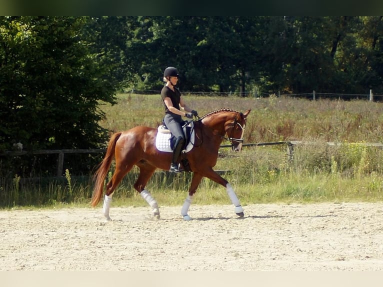Westfale Wallach 7 Jahre 170 cm Fuchs in Iserlohn