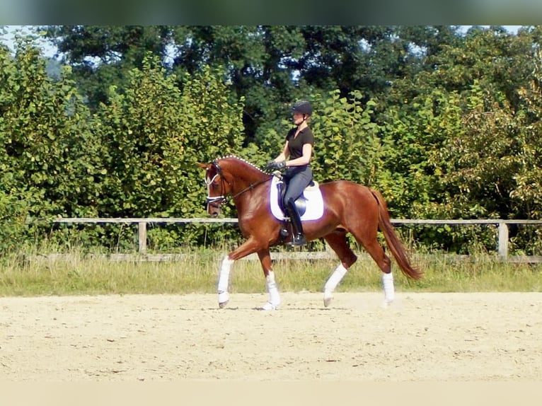 Westfale Wallach 7 Jahre 170 cm Fuchs in Iserlohn