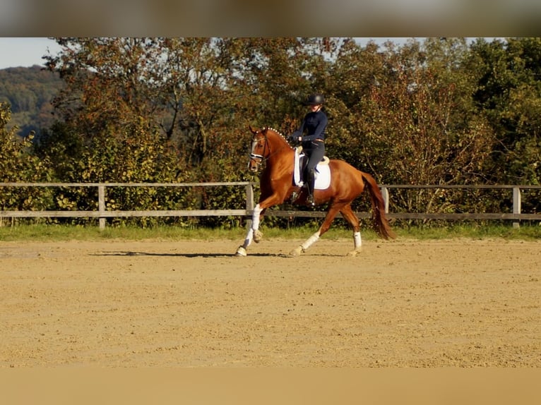 Westfale Wallach 7 Jahre 170 cm Fuchs in Iserlohn