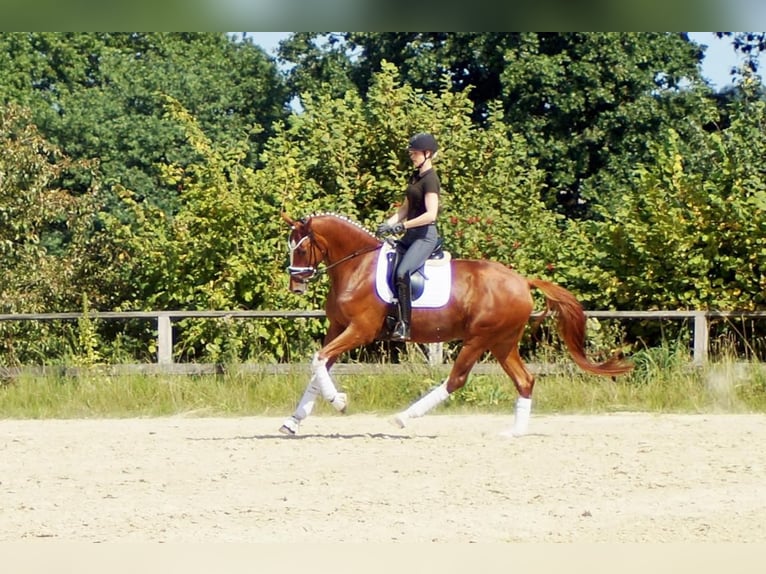 Westfale Wallach 7 Jahre 170 cm Fuchs in Iserlohn