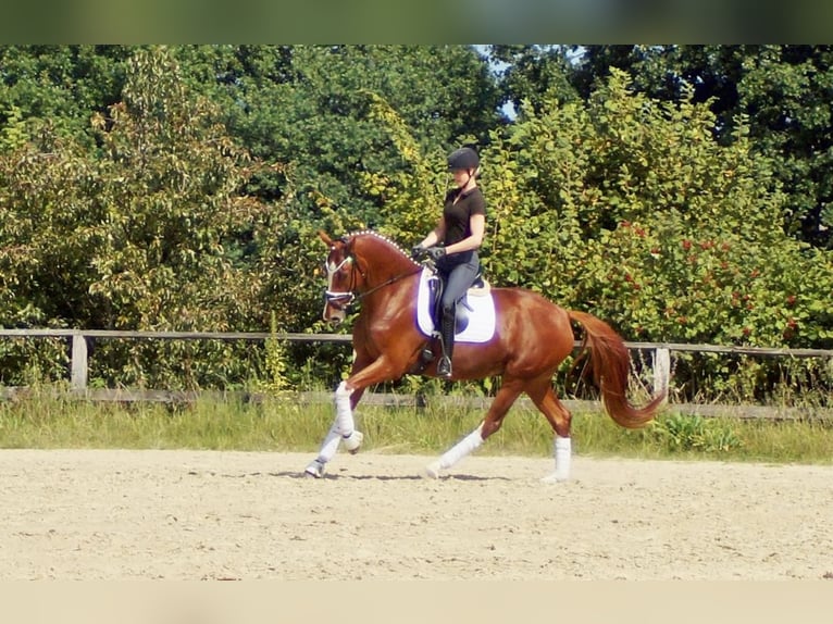 Westfale Wallach 7 Jahre 170 cm Fuchs in Iserlohn
