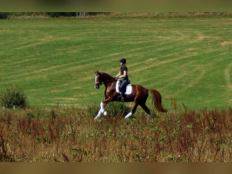 Westfale Wallach 7 Jahre 170 cm Fuchs in Iserlohn