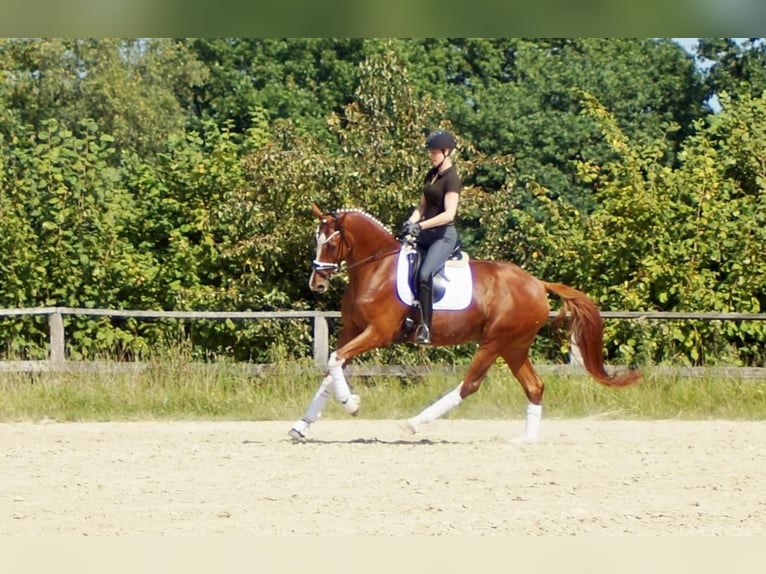 Westfale Wallach 7 Jahre 170 cm Fuchs in Iserlohn