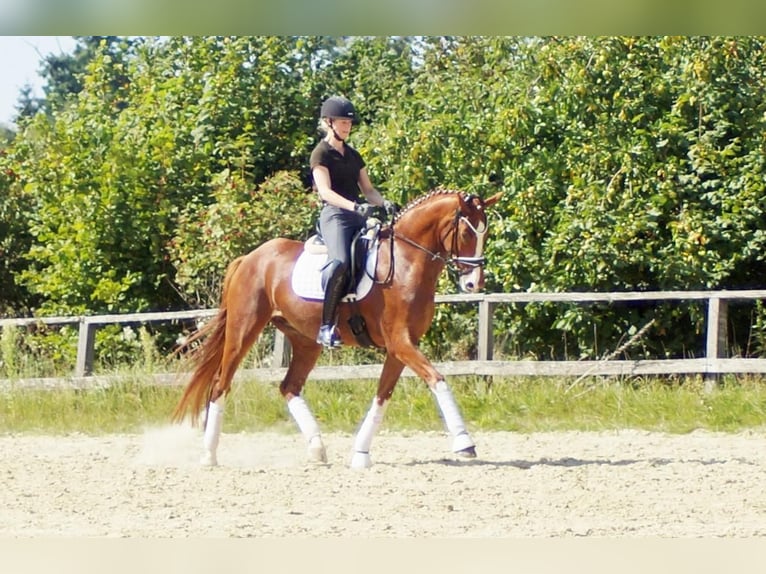 Westfale Wallach 7 Jahre 170 cm Fuchs in Iserlohn