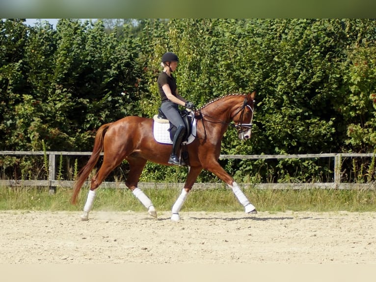 Westfale Wallach 7 Jahre 170 cm Fuchs in Iserlohn