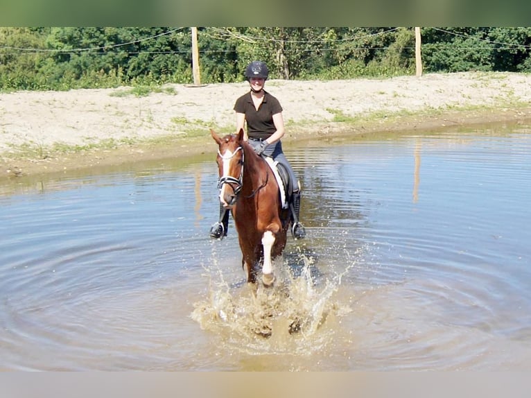 Westfale Wallach 7 Jahre 170 cm Fuchs in Iserlohn
